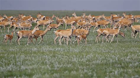 Mongolian gazelle migration must not be stopped | WWF