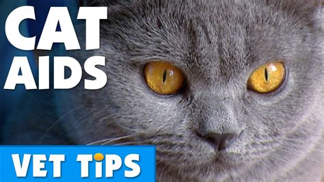 How To Prevent Your Cat Catching Cat AIDS | Bondi Vet - YouTube