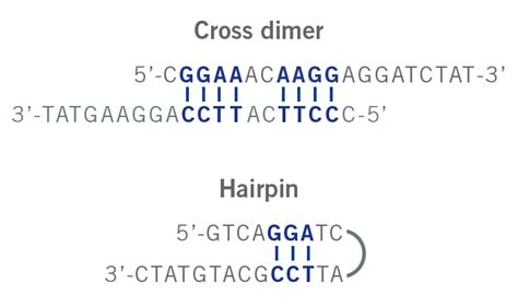 Primer design guide - 5 tips for best PCR results