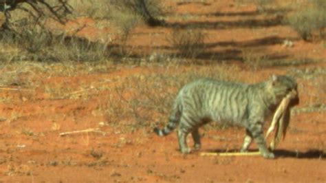 Researcher catches huge feral cats on camera roaming in Australian outback | The Advertiser