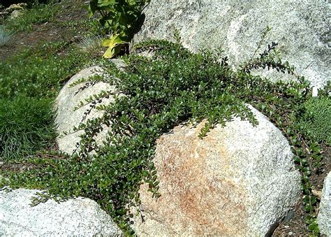 Arctostaphylos uva-ursii Bearberry groundcover evergreen | Plants, Evergreen, Garden