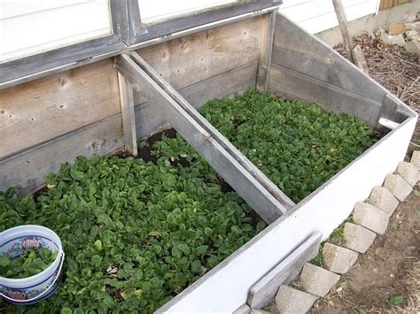 Growing Spinach Of Your Own | Tips On How To Grow Spinach