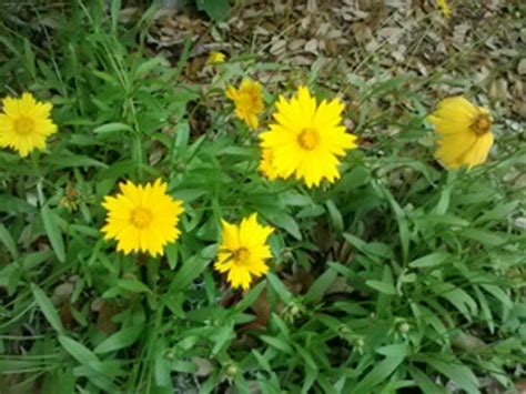 Coreopsis lanceolata Lanceleaf Coreopsis 1 gallon - Mail Order Natives