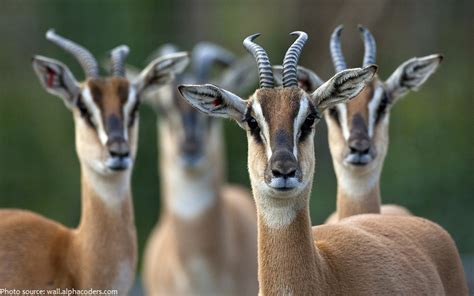 Interesting facts about antelopes | Just Fun Facts