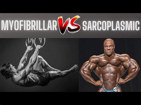 Myofibrillar Hypertrophy Workout Routine | EOUA Blog