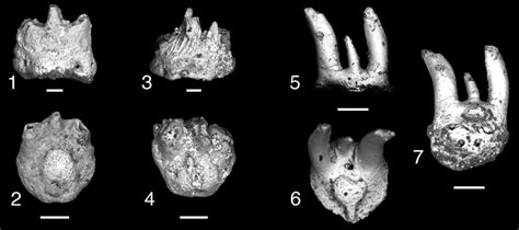 Teeth of Xenacanthomorpha. (1-4) Bransonella nebraskensis; (1, 2) MNA ...