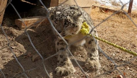 Afghan authorities capture rare snow leopard after livestock killed