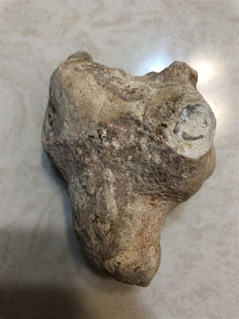 Fossilized bone? : r/fossils