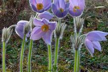 Pasque Flower facts and health benefits