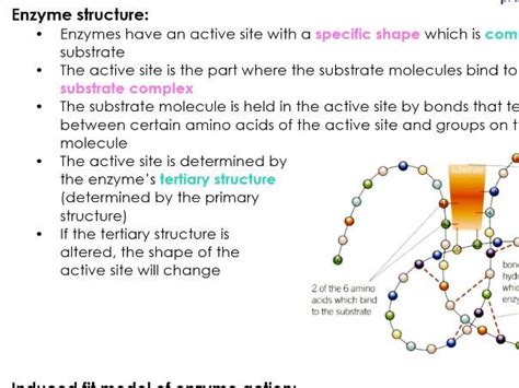 AQA A LEVEL Biology ENZYMES notes for NEW A LEVEL SPEC | Teaching Resources