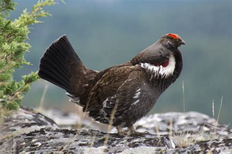 Blue Grouse and more: Ask the Game and Fish - SweetwaterNOW