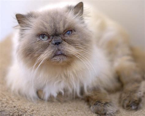 Bella - Female Persian Cat in NSW - PetRescue