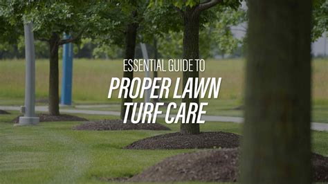 Essential Guide to Proper Lawn Turf Care