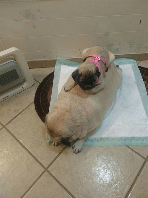 The New Pug Bed | Pug puppies, Pugs, Puppies