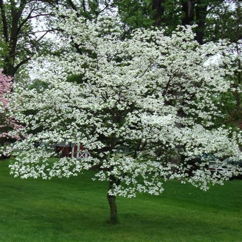 White Flowering Dogwood | Dogwood trees, Pagoda dogwood, Trees to plant