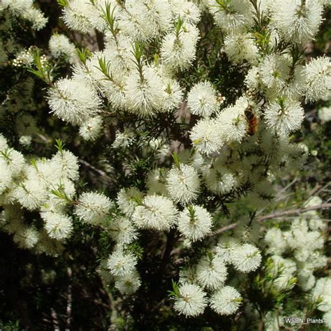 Melaleuca ericifolia – Wonthaggi Seed Bank & Nursery