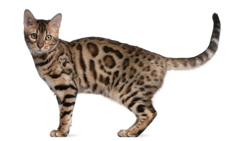 Bengal Cats - A Little Closer to the Wild - Pet Sitting and Dog Walking in Cary, Durham, Raleigh ...