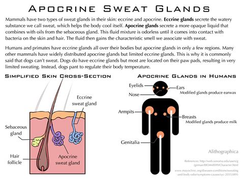 Science Fact Friday: Apocrine Sweat Glands by Alithographica on DeviantArt