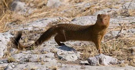 Mongoose Behavior - AnimalBehaviorCorner