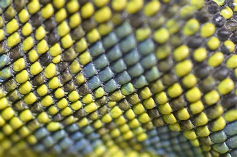 47 best images about Scaly Creatures on Pinterest