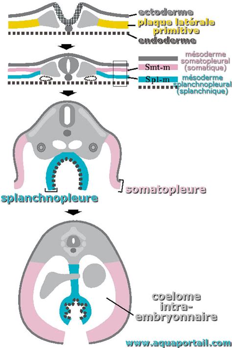 Splanchnopleure : définition et explications – AquaPortail