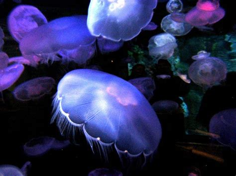 10 Amazing Bioluminescent Creatures Living On Our Planet - Page 3 of 5