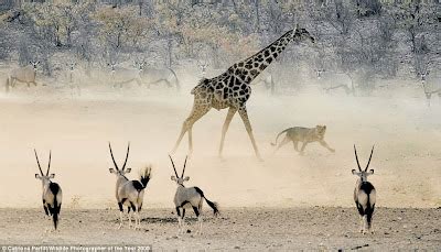 Dangerous Animal Attacks: lion attacks giraffe