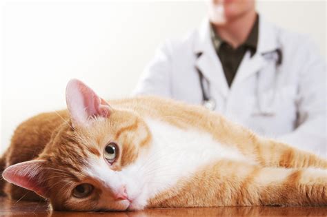 Feline Asthma - Causes, Diagnose, and Management