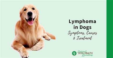 Lymphoma in Dogs | Symptoms and Treatment