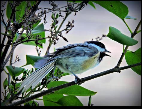 Chickadee singing. by JocelyneR on DeviantArt