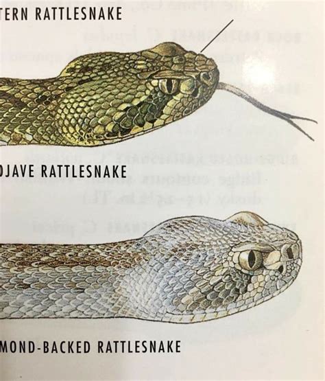 Diamondback rattlesnake vs Mojave | Rattlesnake, Lizard, Snake