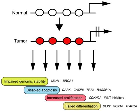 IJMS | Free Full-Text | Defining Driver DNA Methylation Changes in Human Cancer