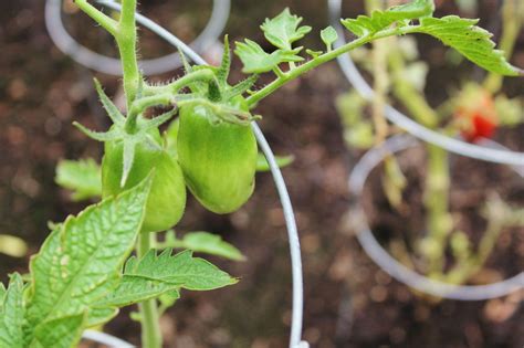 Tomato Plant Baby - Taka Vegetable