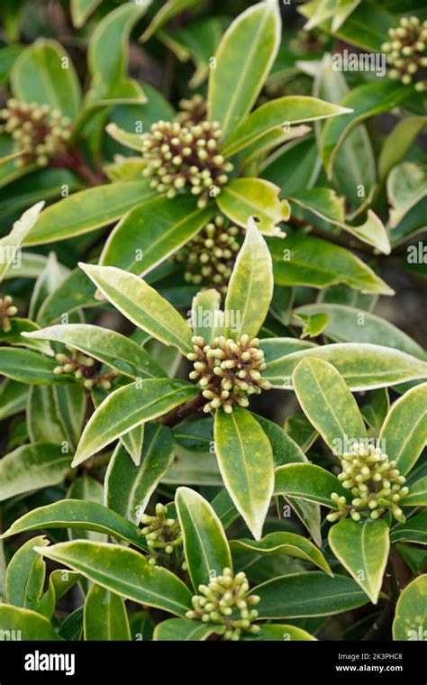 Skimmia japonica subspecies reevesiana, Skimmia fortunei, Skimmia ...