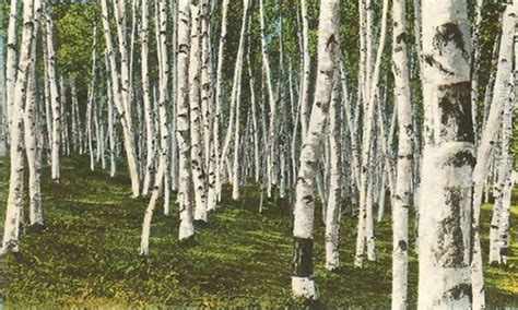 Birch Forest Painting at PaintingValley.com | Explore collection of Birch Forest Painting