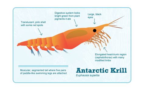 Krill Oil Singapore - CheapSupplements.com.sg