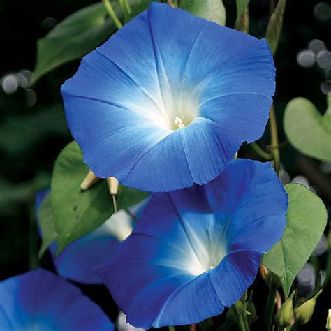 SALE SEEDS - 20 Heavenly Blue Morning Glory Seeds Indoor Plants Easy Grow - Perennial Seeds