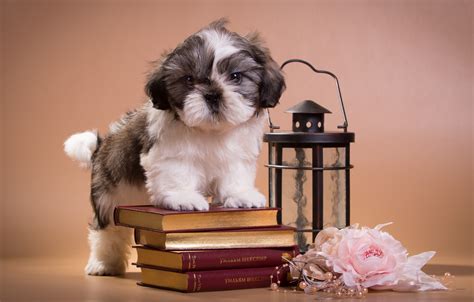 Shih Tzu Wallpapers and Screensavers - WallpaperSafari