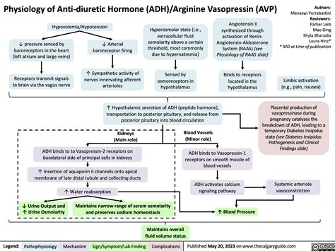 Physiology of Anti-diuretic hormone | Calgary Guide