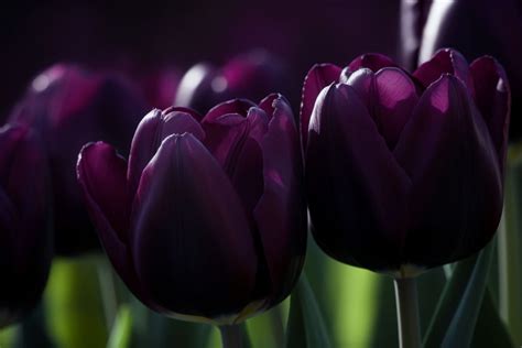 Purple Tulip Flower Meaning, Symbolism & Spiritual Significance - Foliage Friend - Learn About ...