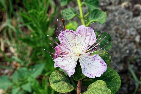 Caper Plant Flower Photograph by Sally Weigand - Fine Art America