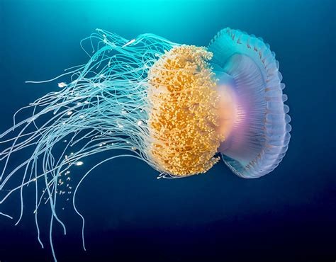 RAINBOW JELLYFISH | Incredible underwater photographs | Pictures | Pics ...