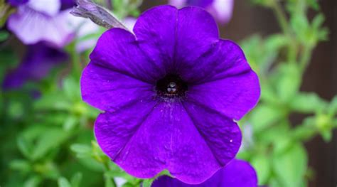 Petunia Colors: What Colors do Petunias Bloom?