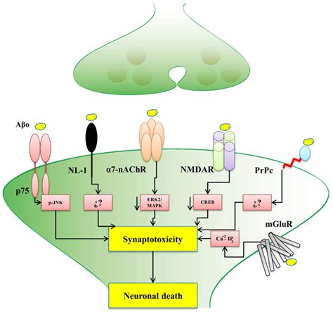 Frontiers | Postsynaptic Receptors for Amyloid-β Oligomers as Mediators ...