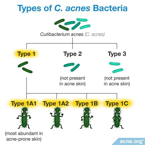 Do Different Strains of Bacteria Affect Acne Differently? - Acne.org