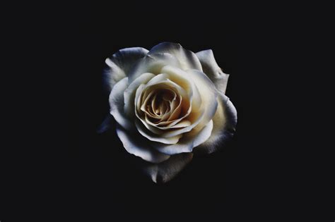 White Rose 4k HD Wallpapers - Wallpaper Cave