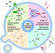 Protocells programmed through artificial reaction networks - Chemical Science (RSC Publishing)
