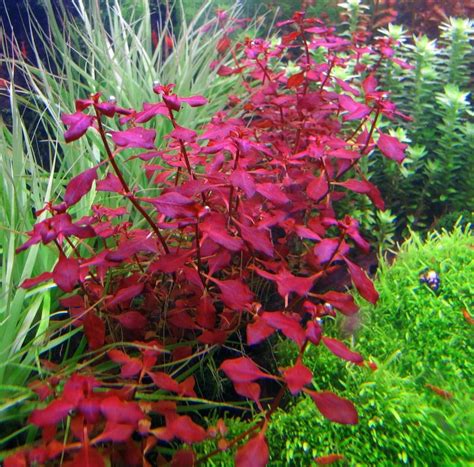 Best Red Aquarium Plants That Can Add Color To Your Tank