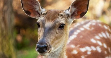 Do Female Deer Have Antlers? (species that do & don't) | World Deer