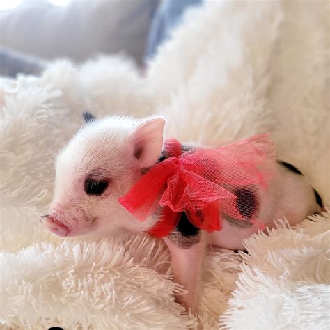 Mini Pigs of Alabama